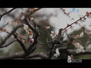 JUC-343 美嫁禁?温泉 波多野劫衣(中文字幕)