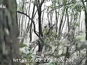 野战