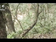 树林系列