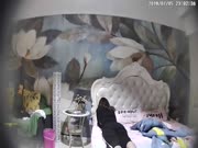精品酒店荷叶房偷拍身材不错貌似大学生模样情侣开房过夜干了几次