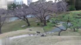 FC2 3167771 【無修正】愚直に仕事だけを優先してきた恋愛ベタな保育園の先生が公然猥褻行為に堕ちた時・・・欲求不満な身体は次第に羞恥に溢れ喜び悶える先生の膣奥に２回生中出し！！