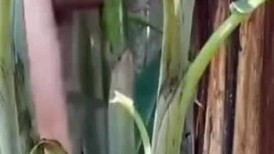 这棵植物长这么大也从未想过有一天会被人类的鸡巴操！！~1 - 副本
